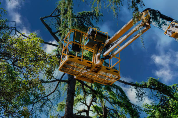  Rainbow Springs, FL Tree Removal and Landscaping Services Pros